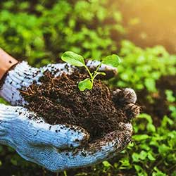 holding organic soil with two hands