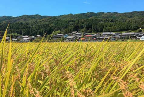 Nabari City's rice fields shows beautiful landscape. It's time to harvest